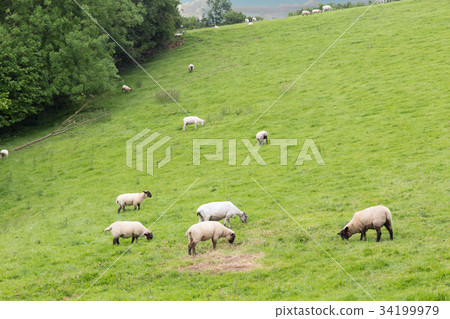 Idillic landscape with sheep, lambs, ram 34199979
