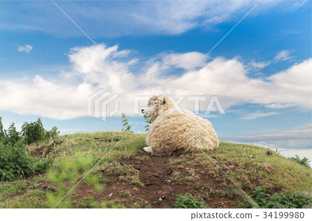 Idillic landscape with sheep, lambs, ram 34199980