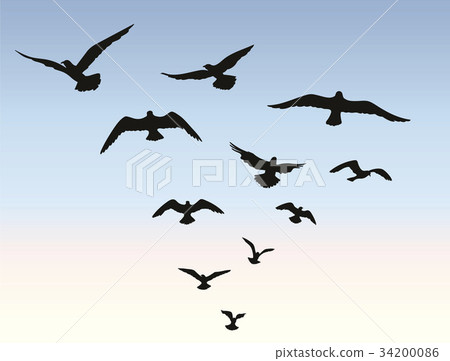 Bird flock flying. Sky background. Animal wildlife 34200086