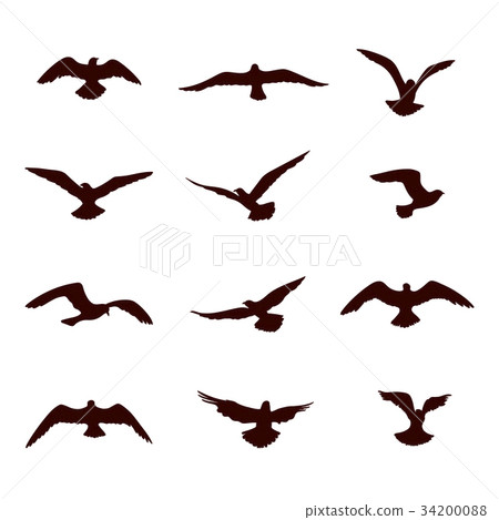 Bird flying silhouette set. Wildlife icons 34200088