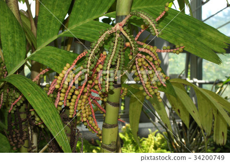 Fruits of Pinanga Palm Fruits of Pinanga Palm 34200749