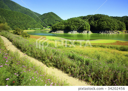 Cosmos, drought, Daecheong Lake, Okcheon-gun, Chungbuk Cosmos, drought, Daecheong Lake, Okcheon-gun, Chungbuk 34202456