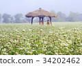 蕎麥田，平房，Bongpyeong，平昌郡，江原道 34202462