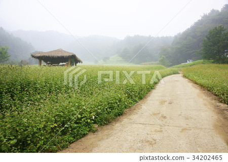 蕎麥田，山寨，清州市，忠北 34202465