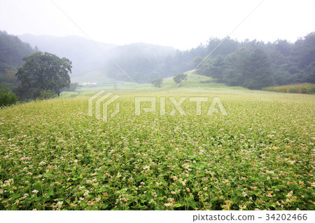 蕎麥田，清州，忠北 34202466