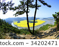 Pine，Hwaseongpo，Yeonggwang，Jeonnam 34202471