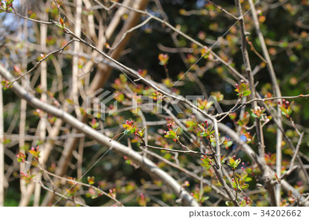 Flower buds and young leaves of Hanakaidou Flower buds and young leaves of Hanakaidou 34202662