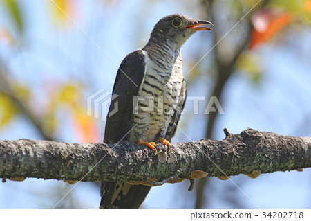 喜馬拉雅杜鵑 34202718