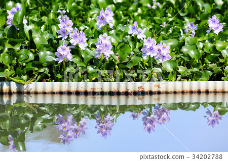 在水反映的鳳眼蘭 在水反映的鳳眼蘭 34202788