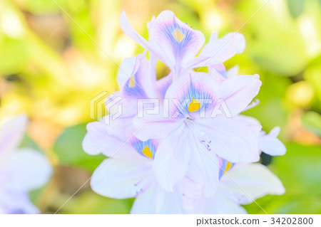 Water hyacinth 34202800