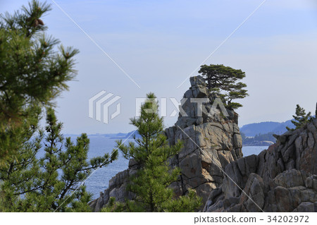 Pine tree, Lower castle, Yangyang county, Gangwon province 34202972