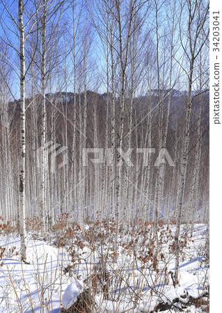 Birch, Inje County, Gangwon Province 34203041