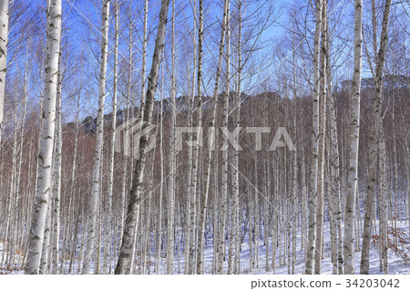 Birch, Inje County, Gangwon Province 34203042