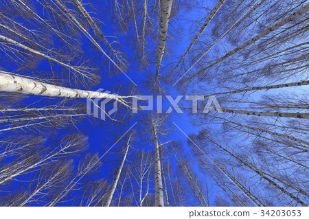 Birch, Inje County, Gangwon Province 34203053