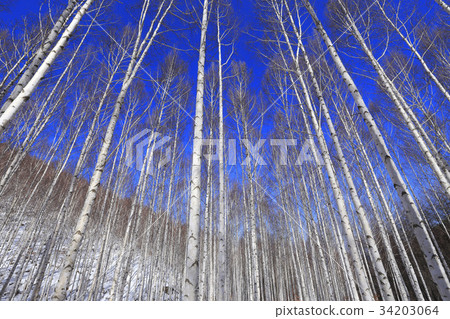 Birch, Inje County, Gangwon Province 34203064