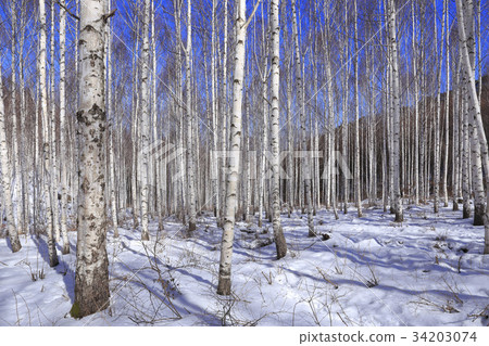 Birch, Inje County, Gangwon Province 34203074