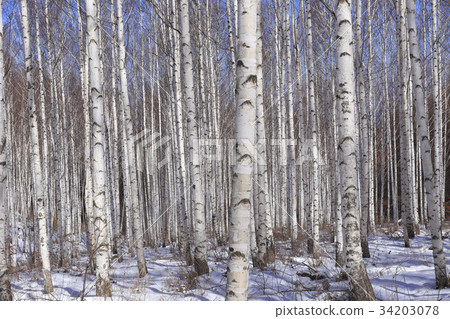 Birch, Inje County, Gangwon Province 34203078