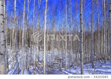 Birch, Inje County, Gangwon Province 34203085