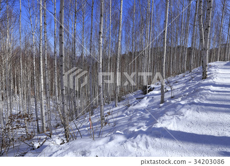 Birch, Inje County, Gangwon Province 34203086
