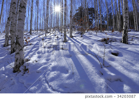 Birch, Inje County, Gangwon Province 34203087