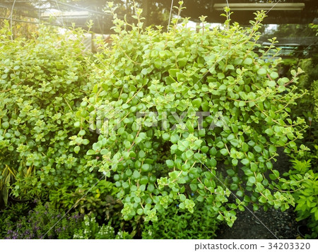 Green Dave pot with blurred garden background Green Dave pot with blurred garden background 34203320