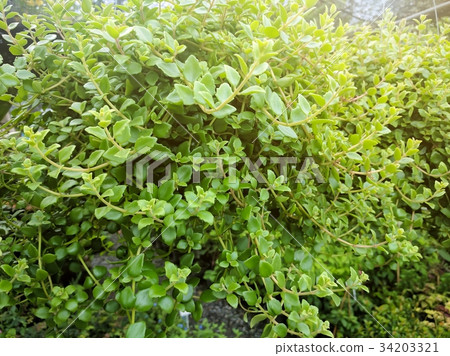 Green Dave pot with blurred garden background Green Dave pot with blurred garden background 34203321