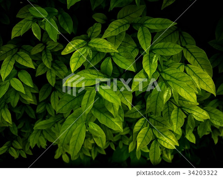 Dark Black leaves background Dark Black leaves background 34203322