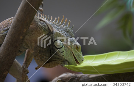 Iguana 34203742