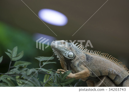 Iguana 34203743