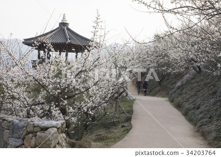 Plum, Plum Village, Gwangyang, Jeonnam 34203764