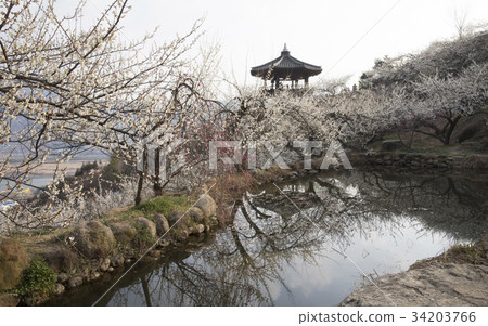 Plum, Plum Village, Seomjin River, Gwangyang City, Jeonnam 34203766
