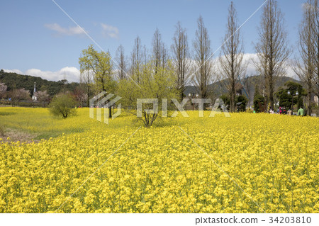 Rapeseed field, Suncheon Bay, Suncheon, Jeonnam Rapeseed field, Suncheon Bay, Suncheon, Jeonnam 34203810