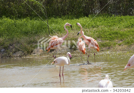 Flamingo, Wildlife Zoo, Suncheon Bay International Wetland Center, Suncheon Bay Garden, Suncheon, Jeonnam Flamingo, Wildlife Zoo, Suncheon Bay International Wetland Center, Suncheon Bay Garden, Suncheon, Jeonnam 34203842