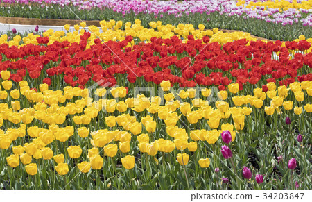 Tulip, Suncheon Bay, Suncheon, Jeonnam Tulip, Suncheon Bay, Suncheon, Jeonnam 34203847
