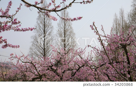 Dohwa，和順郡，全南 34203868