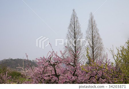 Dohwa，和順郡，全南 34203871