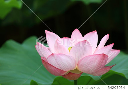 A lotus 34203934