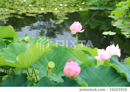 一朵蓮花 34203938