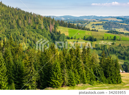 spruce forest on hills in countryside area spruce forest on hills in countryside area 34203955