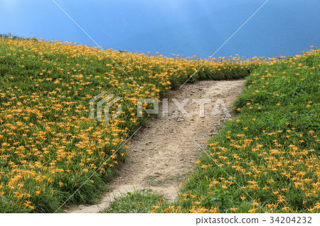 Taiwan Hualien Fuli Sixty Stone Mountain Golden Flower Season 34204232
