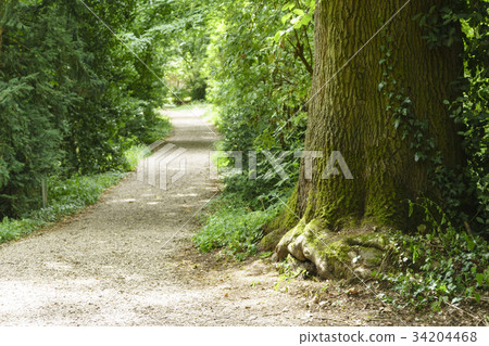 森林，道路，Ingel Home Brouhy美術館，德國 34204468