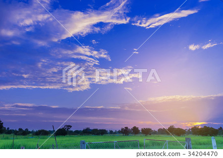 Silhouette of the sunset with the green paddy rice 34204470