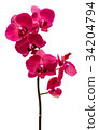 Orchid flowers isolated on white background 34204794