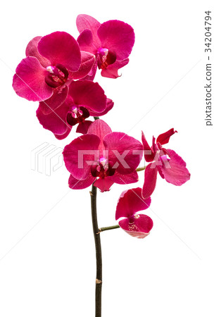 Orchid flowers isolated on white background Orchid flowers isolated on white background 34204794