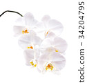 Orchid flowers isolated on white background 34204795