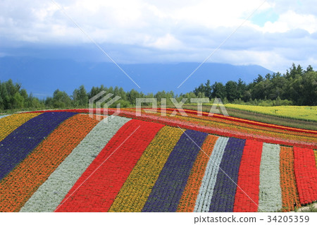 美姬Shiki Ayanooka 美姬Shiki Ayanooka 34205359