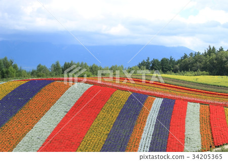 Biei Shiki Ayanooka Biei Shiki Ayanooka 34205365