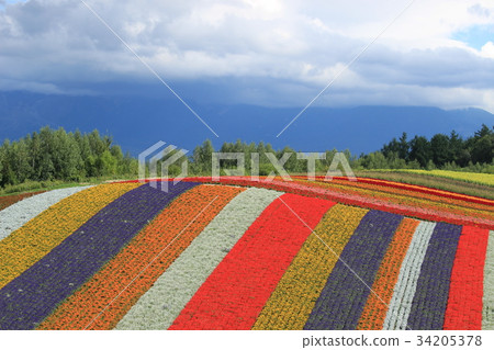 美姬Shiki Ayanooka 美姬Shiki Ayanooka 34205378