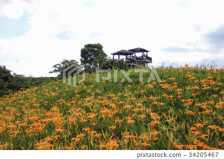 台灣花蓮金針花季 34205467