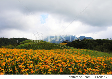 Taiwan Hualien Golden Flower Season Taiwan Hualien Golden Flower Season 34205472